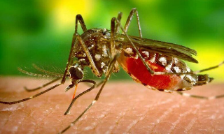 Roccafluvione - Caso sospetto di Dengue: falso allarme